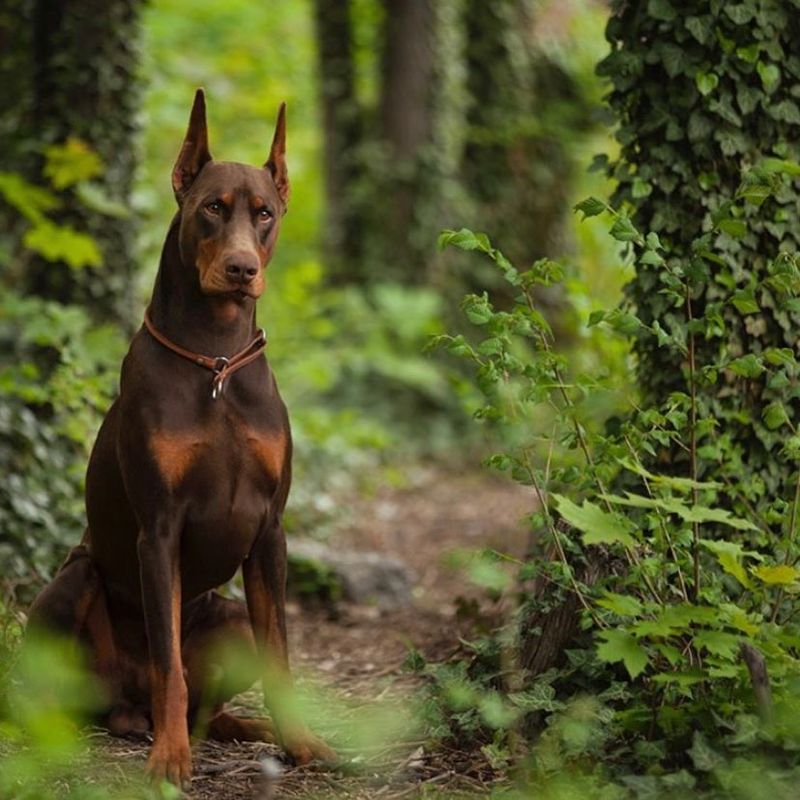 Doberman Pinscher