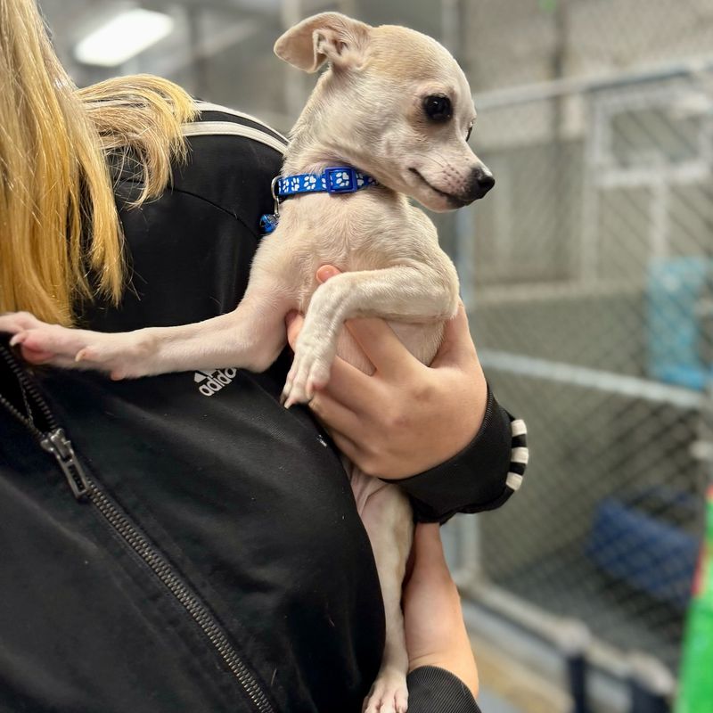 Chihuahua