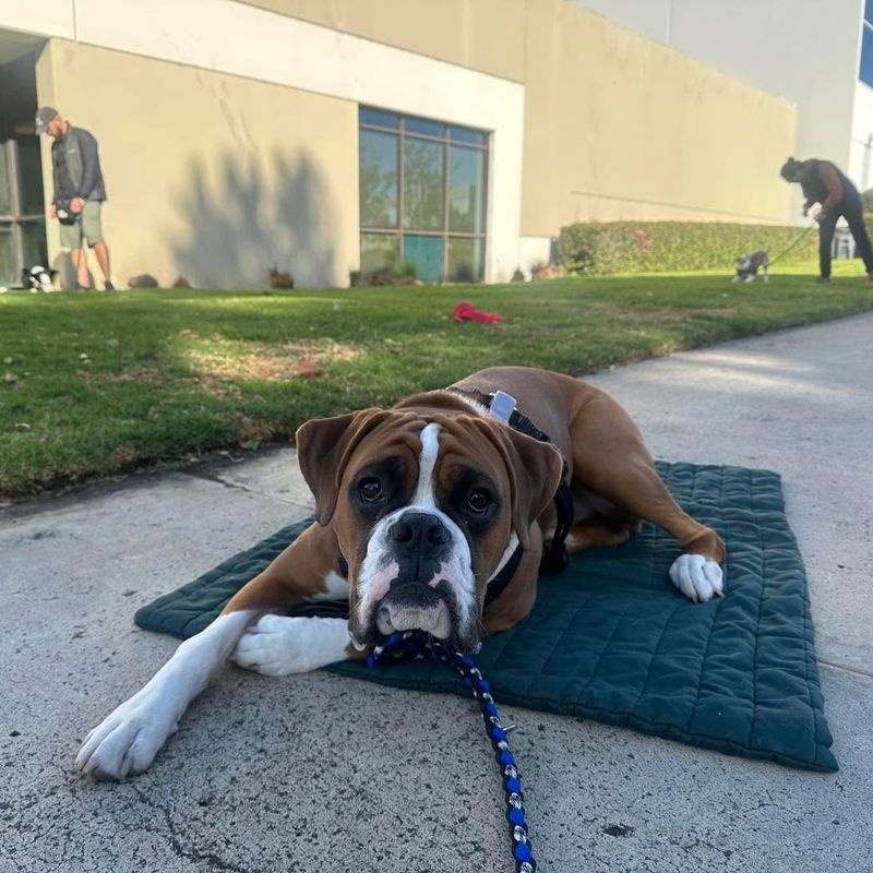Boxer