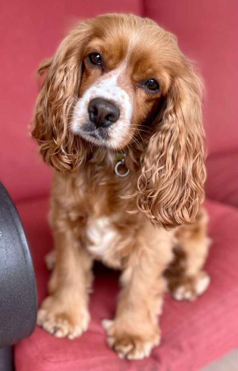 Cocker Spaniel