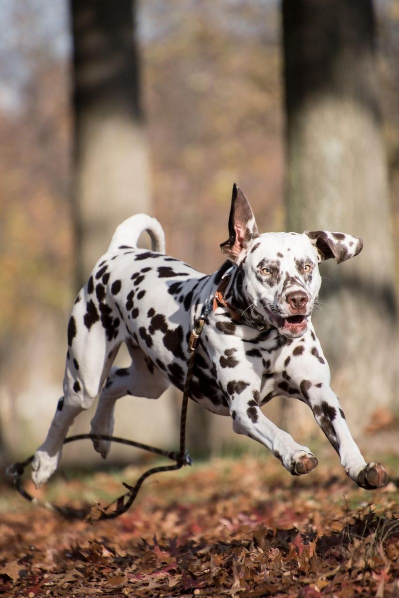 Dalmatian