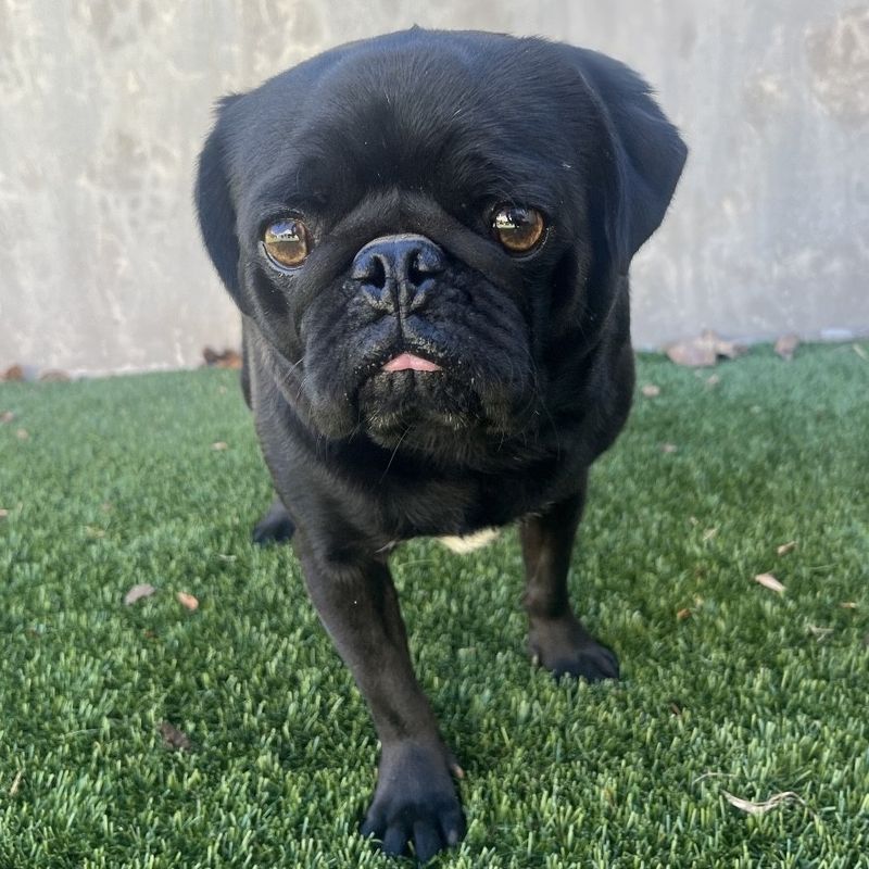 Pug