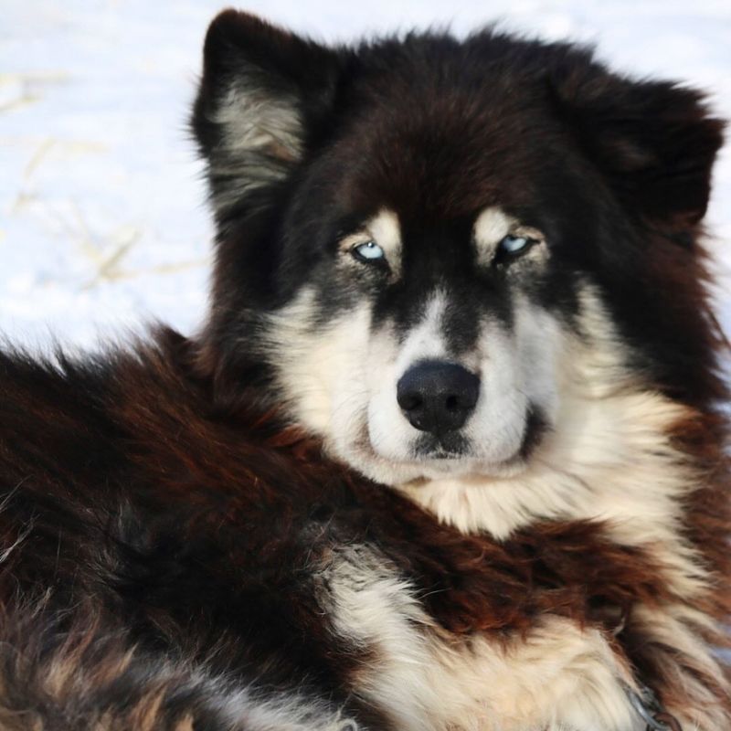 Alaskan Malamute