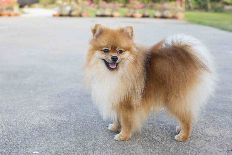 Pomeranian