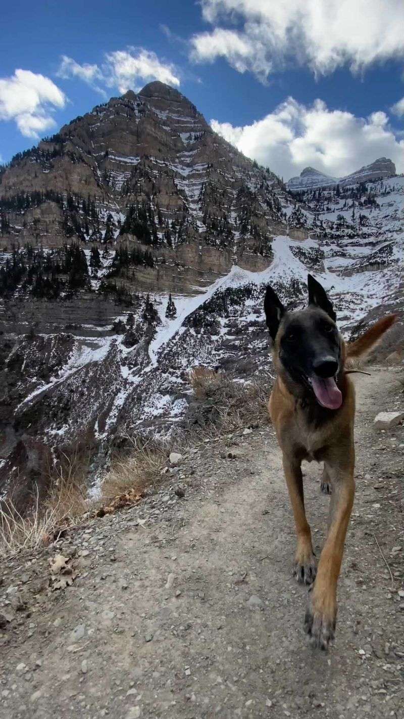 Belgian Malinois