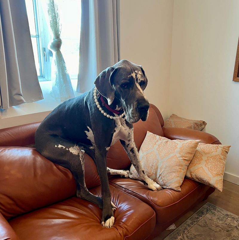 Great Dane