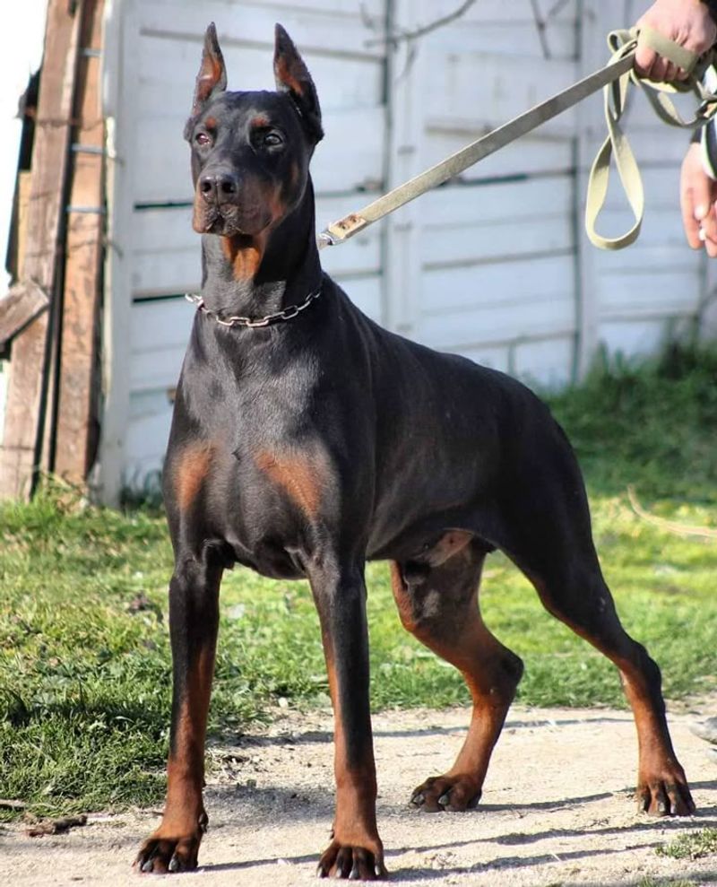 Doberman Pinscher