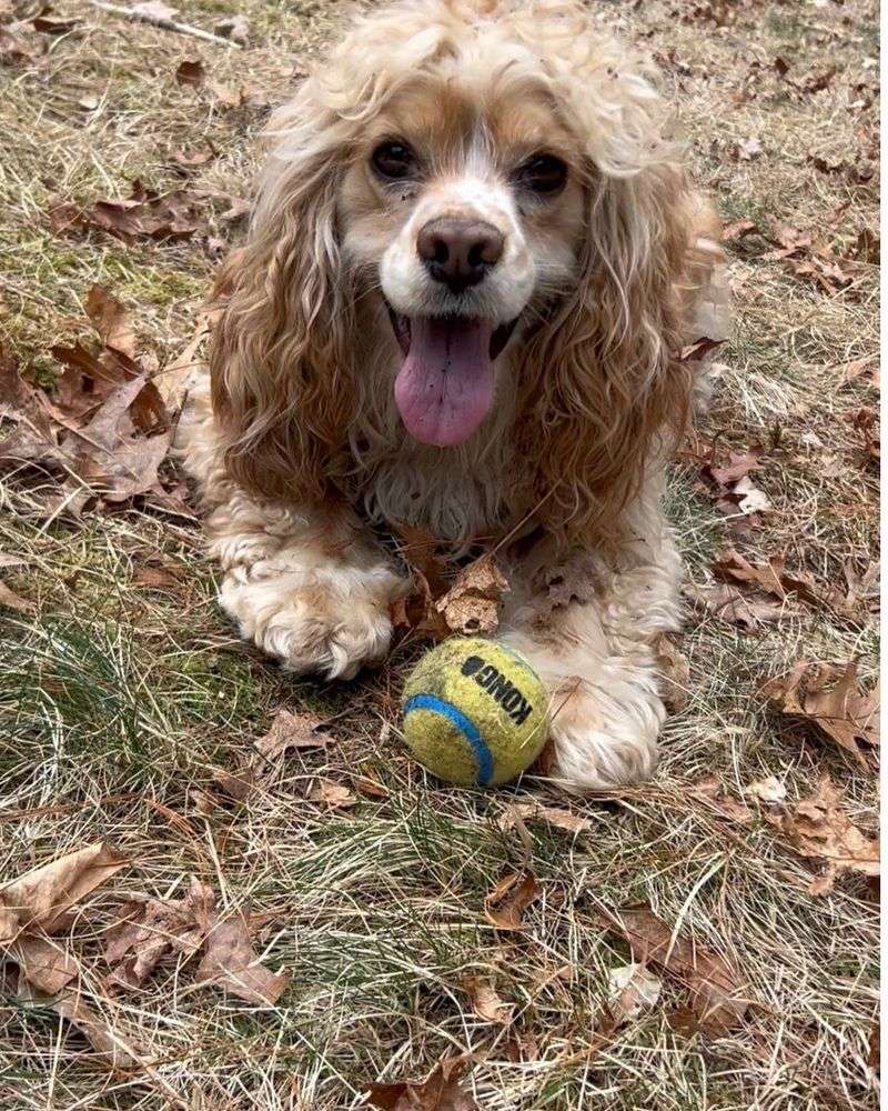 Cocker Spaniel