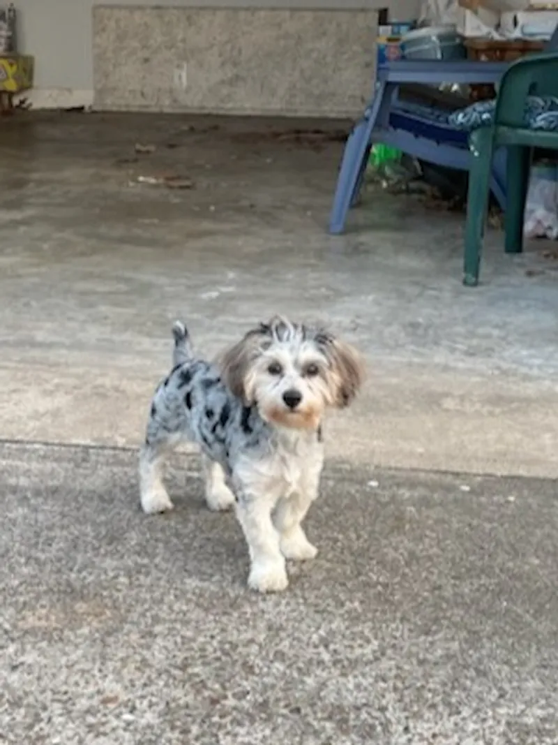 Yorkshire Terrier-Poodle Mix (Yorkipoo)
