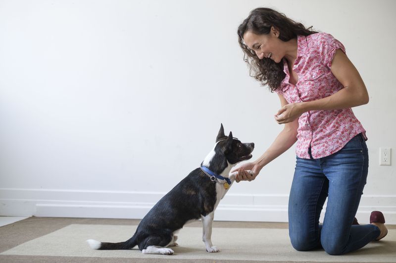 Engaging in Obedience Training