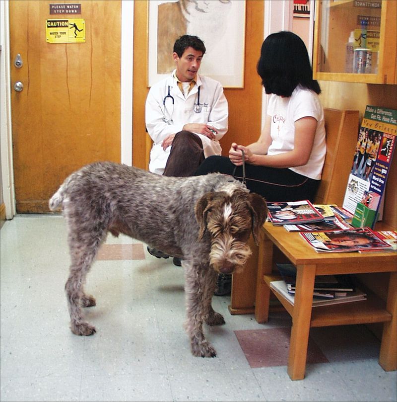 Consult a Vet