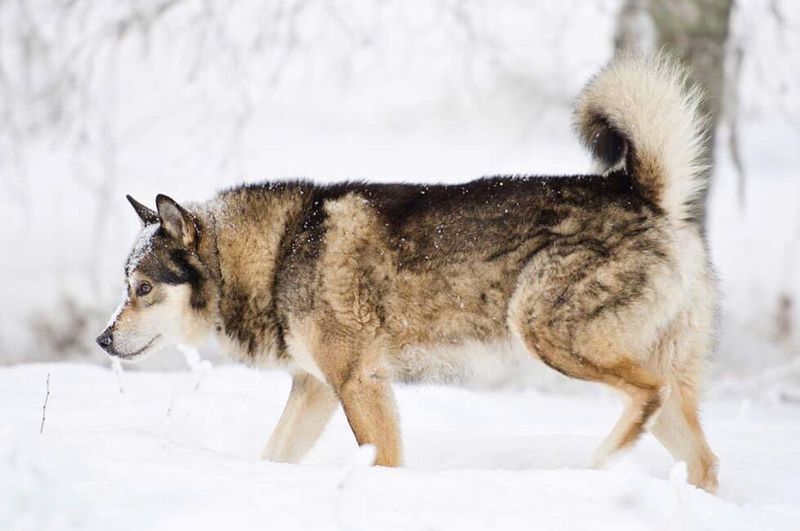 East Siberian Laika