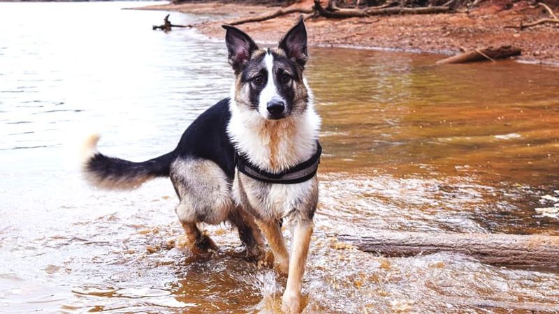 Panda German Shepherd