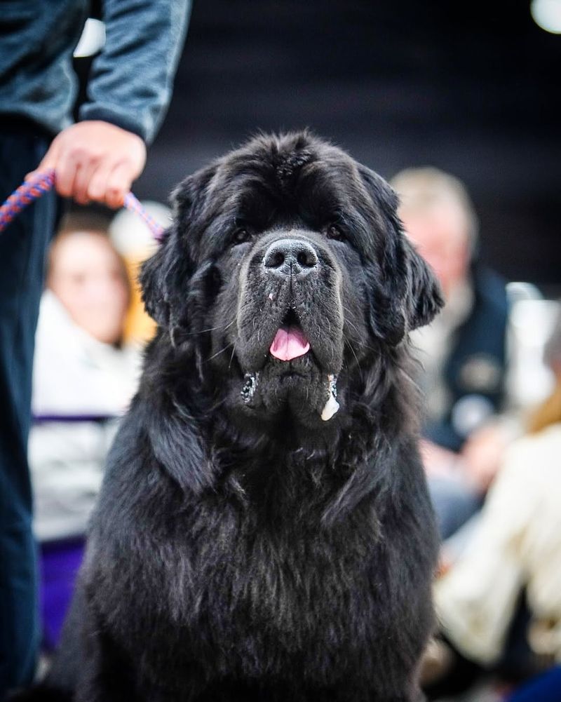 Newfoundland