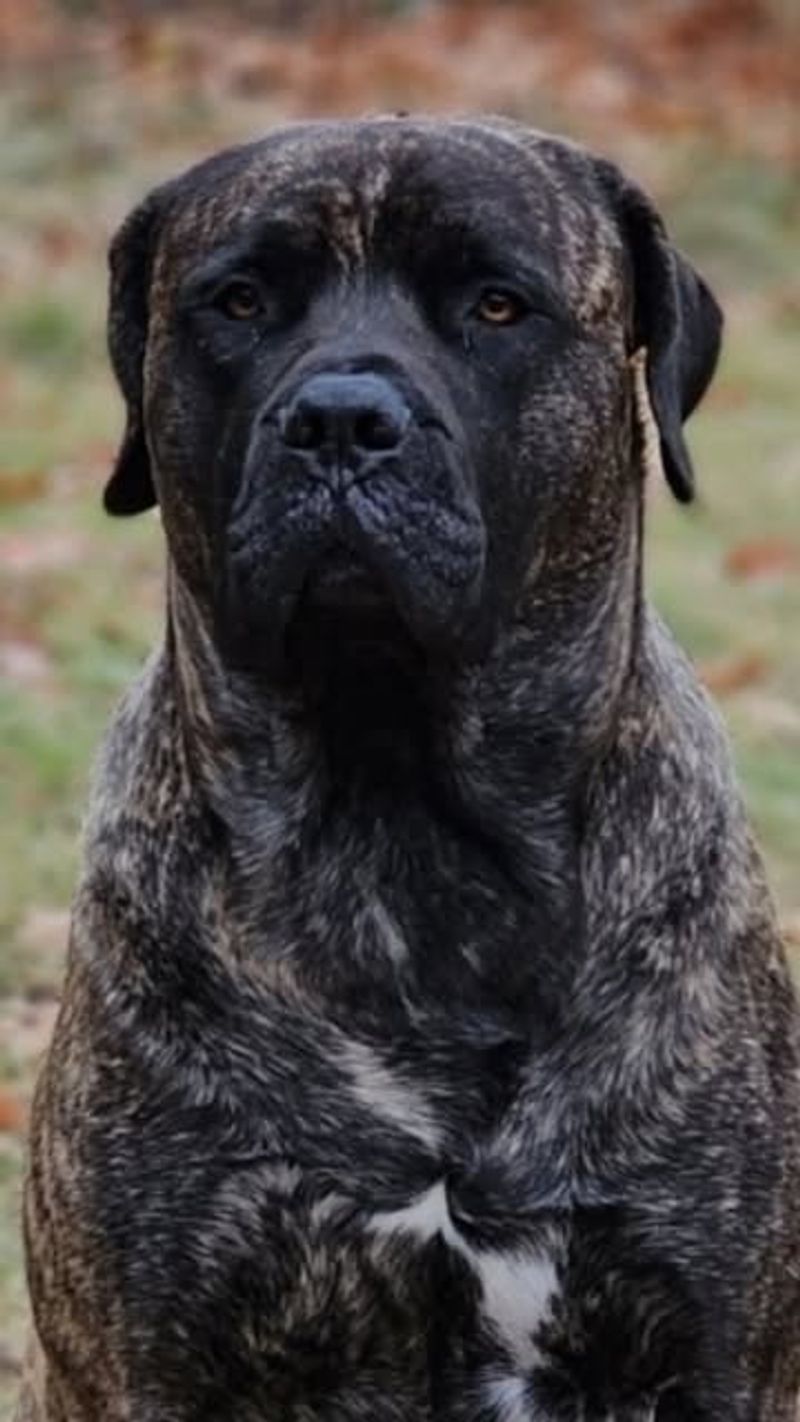Bullmastiff