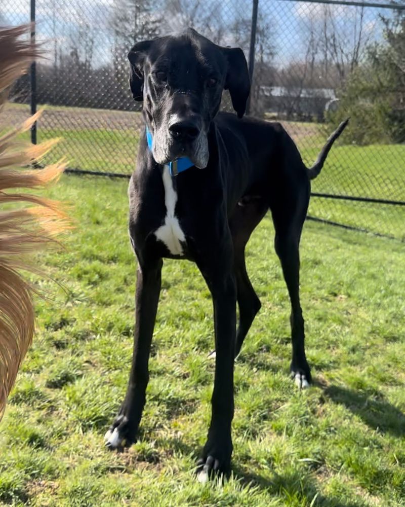 Great Dane