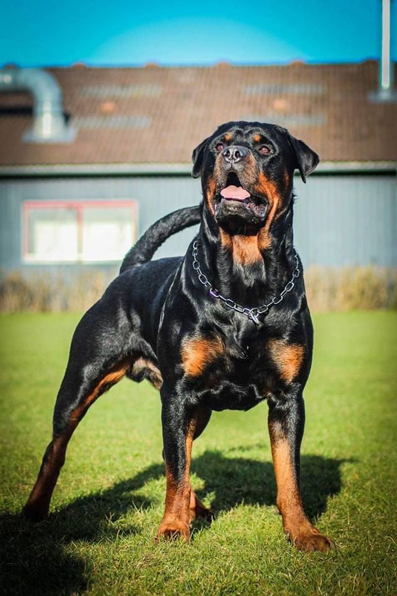 Rottweiler