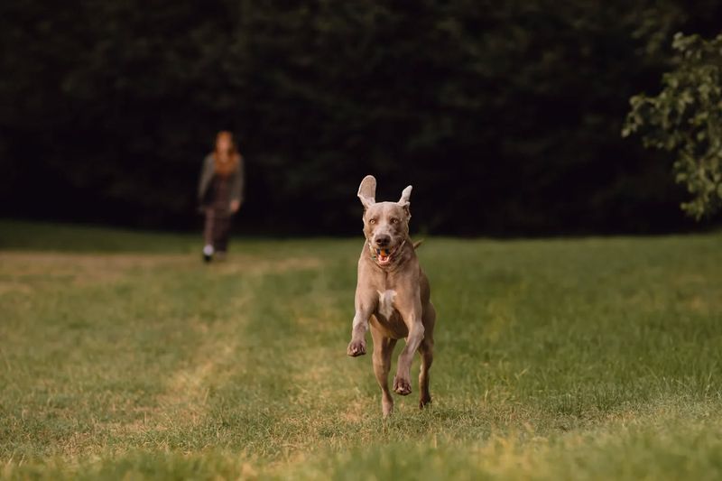 Weimaraner