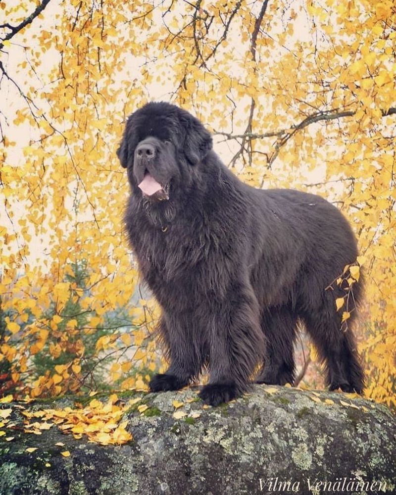 Newfoundland
