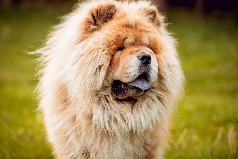 Chow Chow