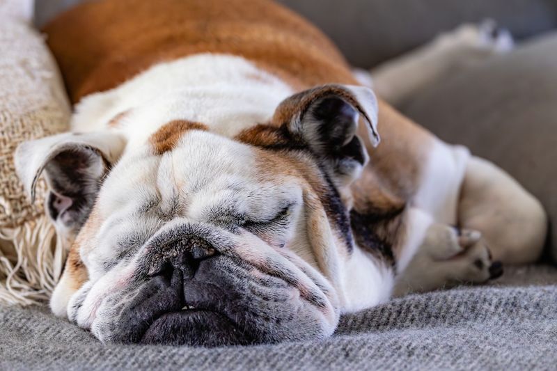 English Bulldog
