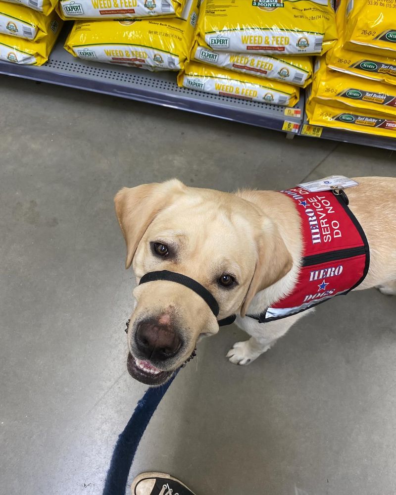 Labrador Retriever