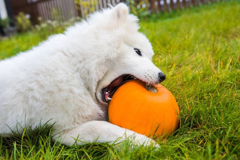 Pumpkin