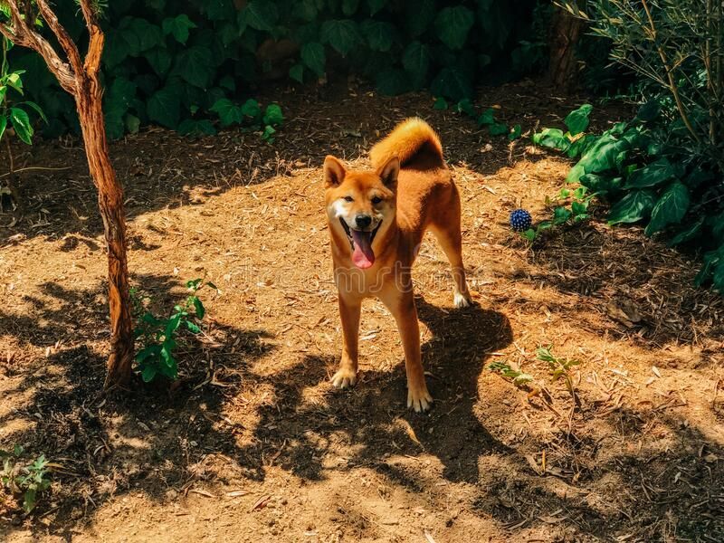 Shiba Inu