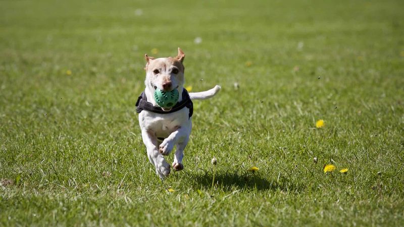 Fetching Games