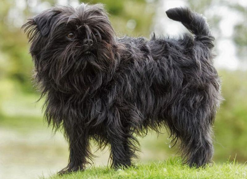 Affenpinscher