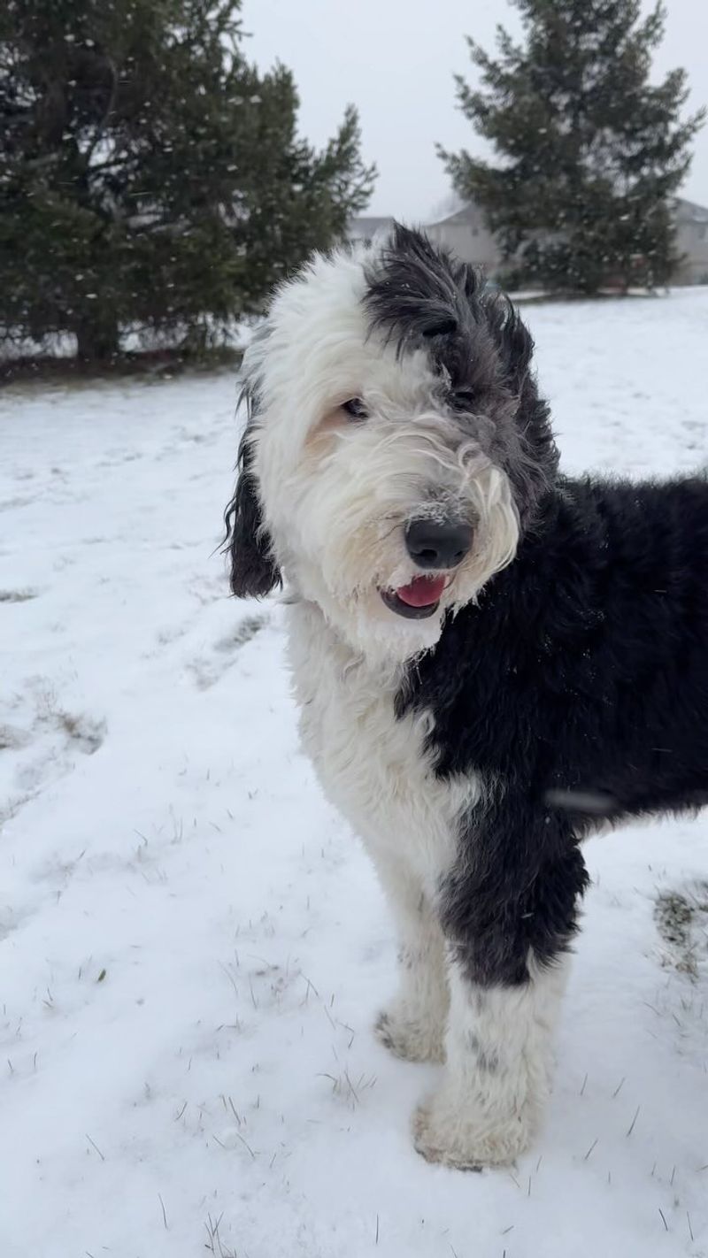 Sheepadoodle