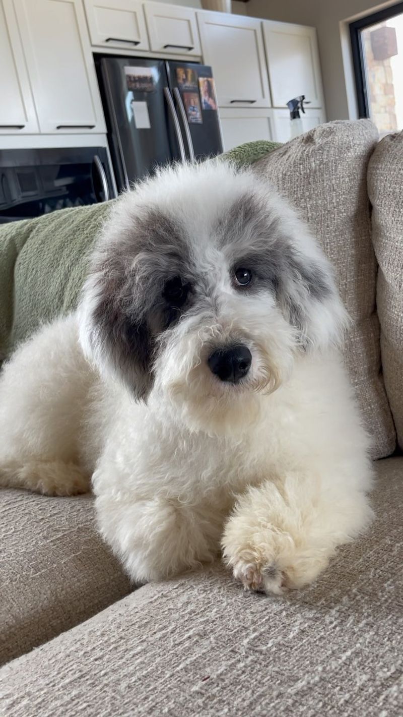Sheepadoodle