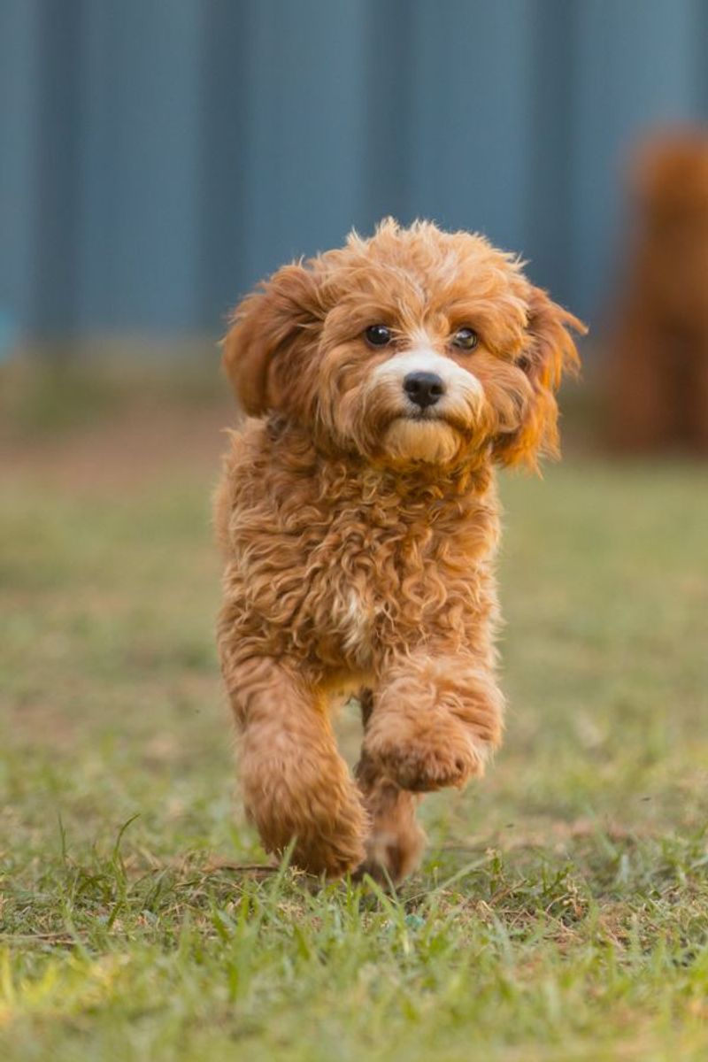 Cavapoo