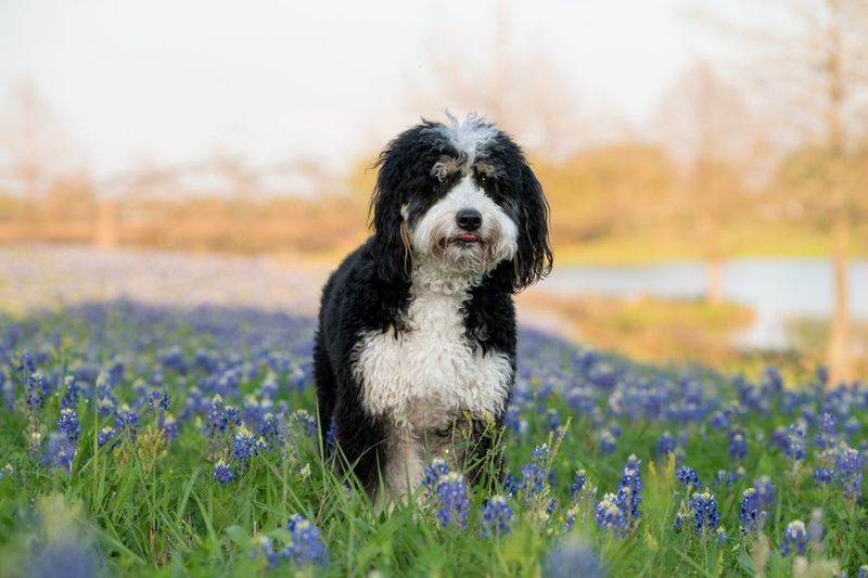 Bernedoodle