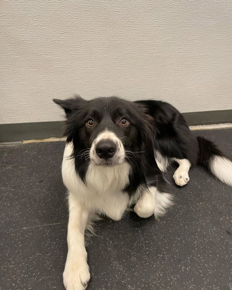 Border Collie