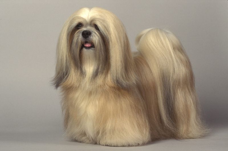 Lhasa Apso