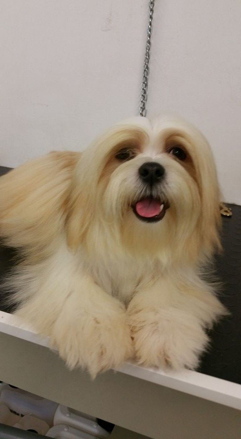 Lhasa Apso