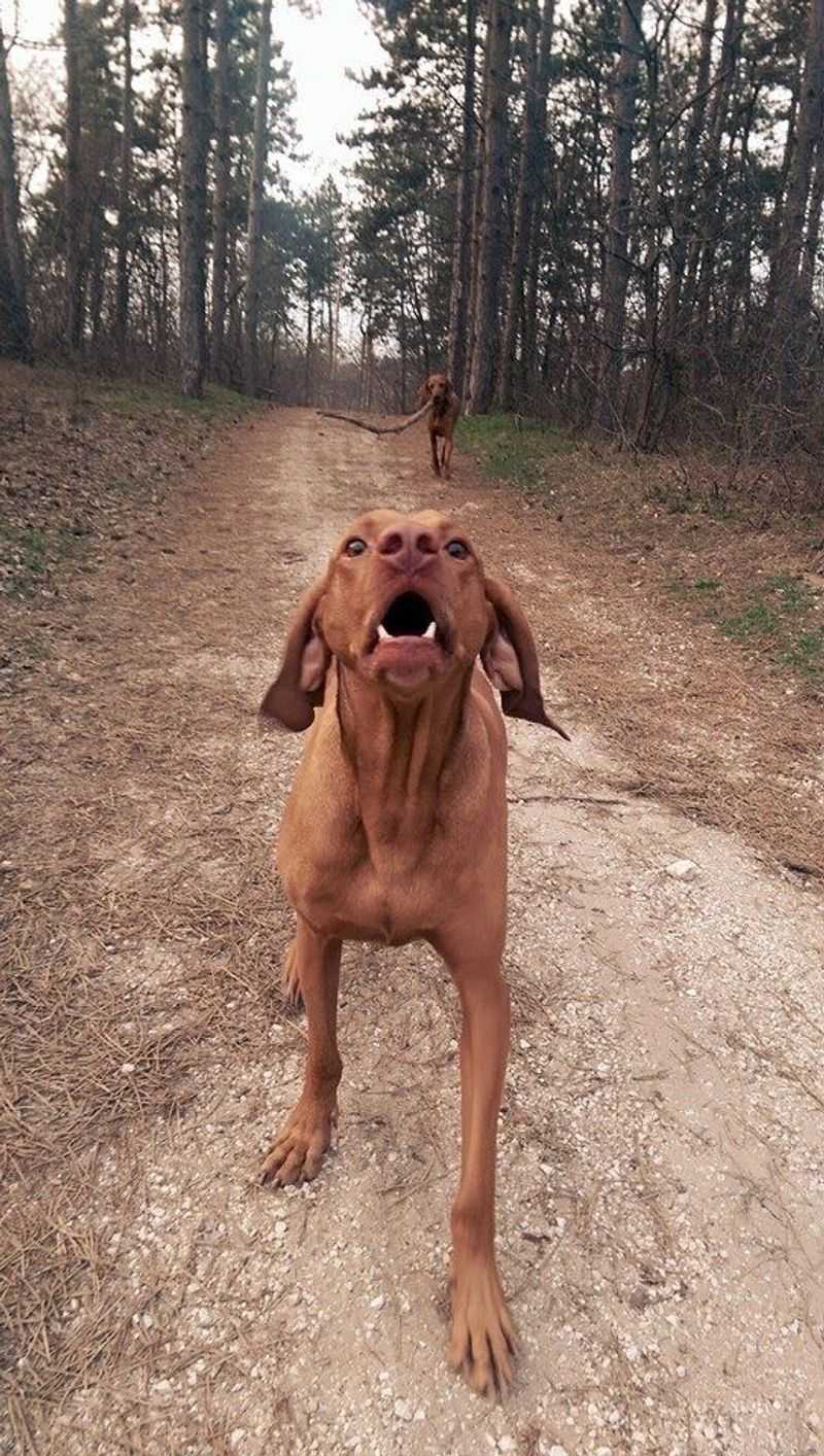 Vizsla