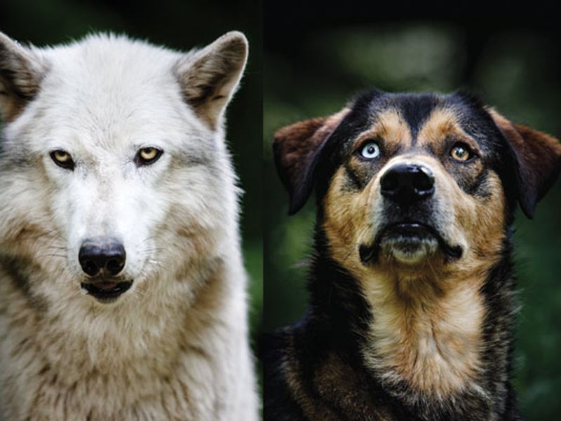 Lifespan in the Wild