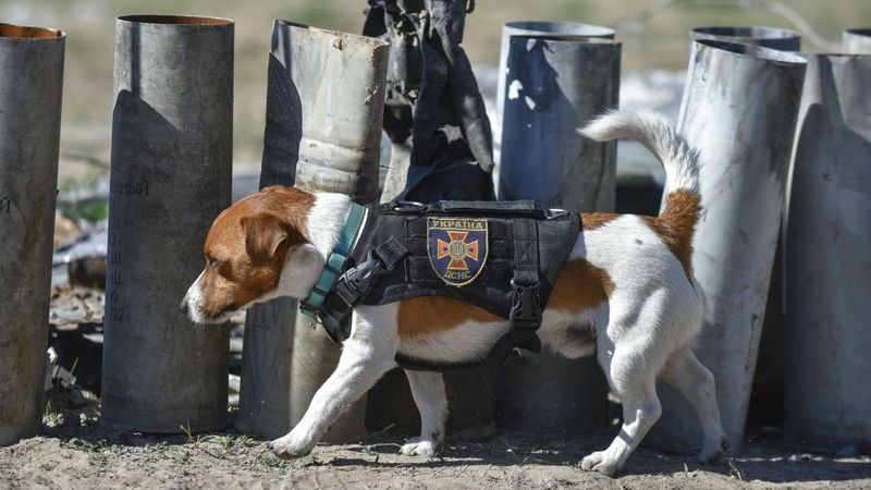 Mine Detection Dogs