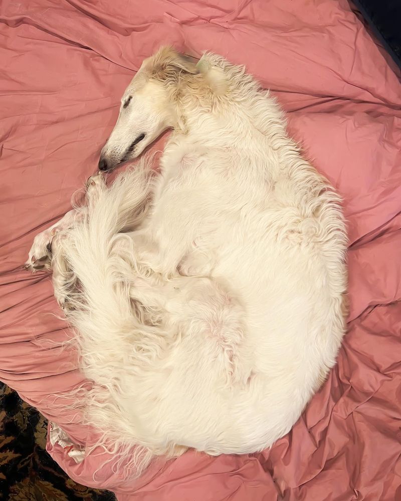 Borzoi