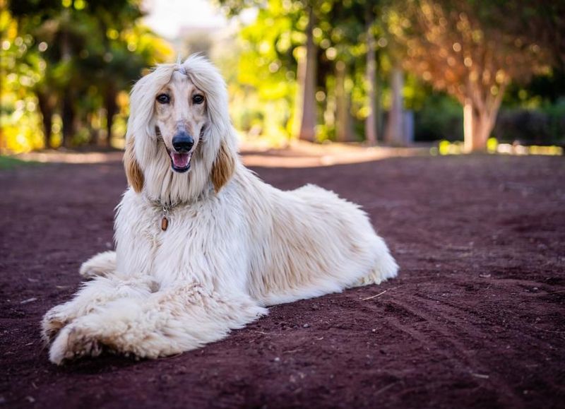 Afghan Hound