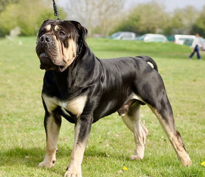 Boerboel
