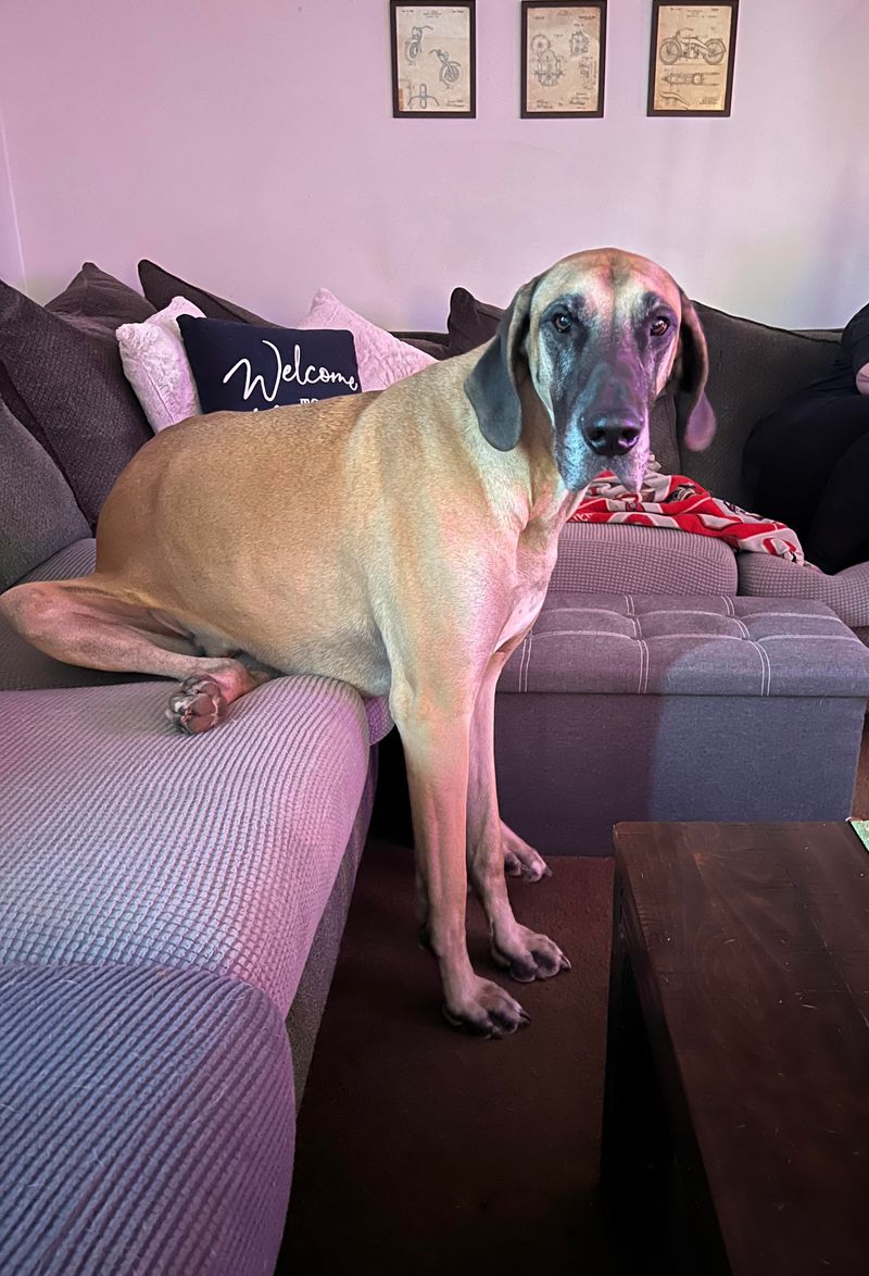 Great Dane