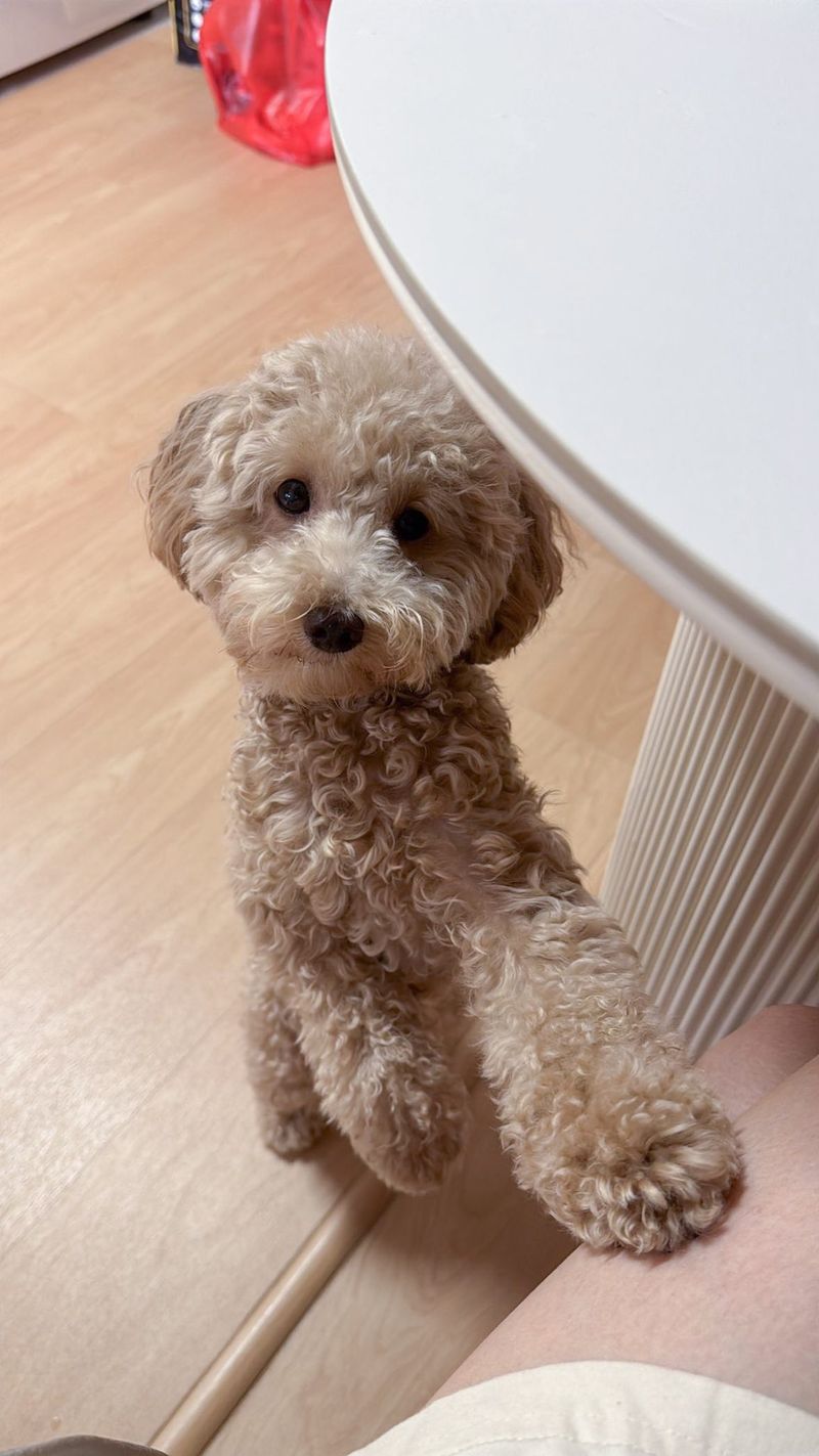 Maltipoo