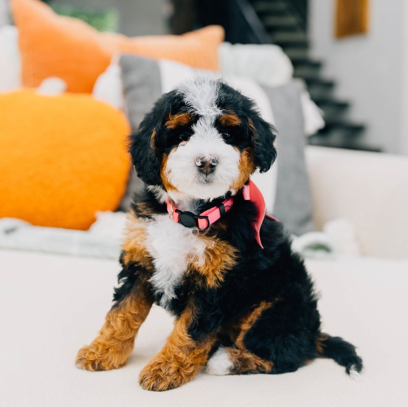 Bernedoodle