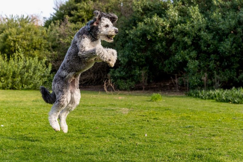Aussiedoodle