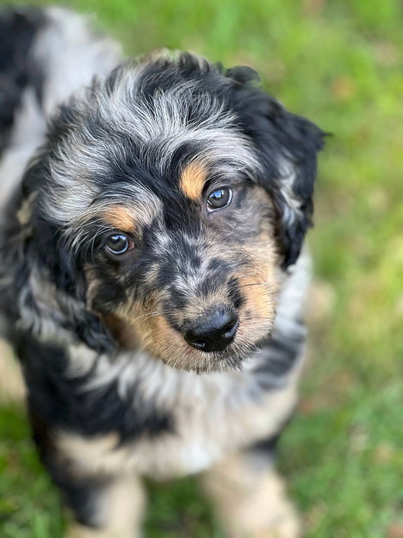 Aussiedoodle
