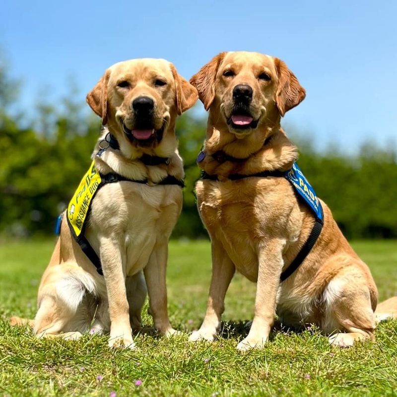 Labrador Retriever