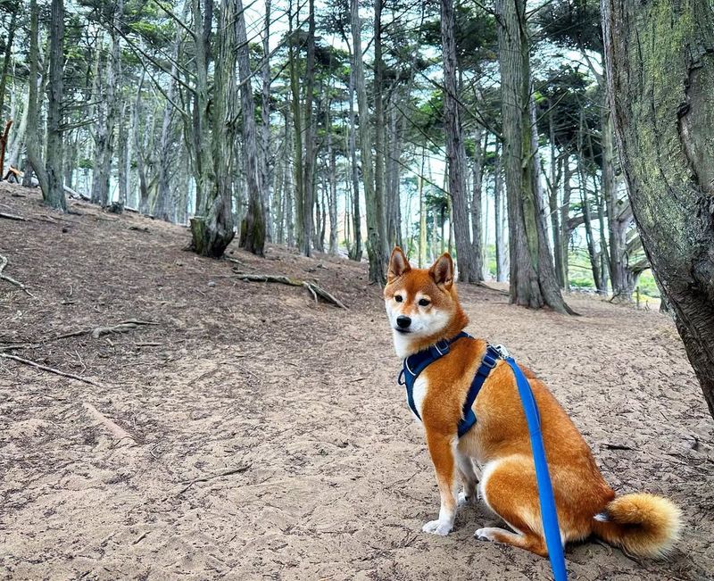 Shiba Inu